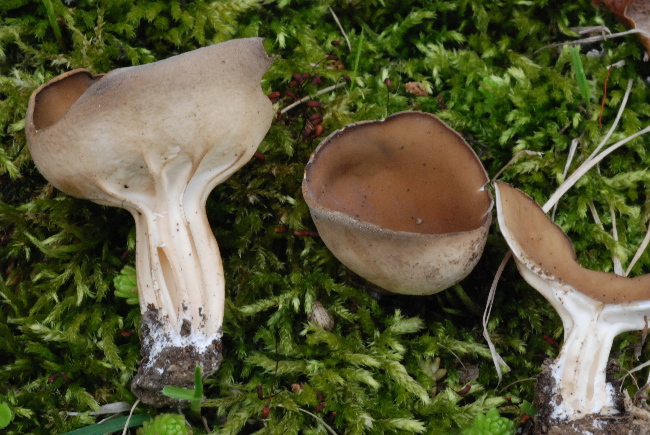 Helvella acetabulum